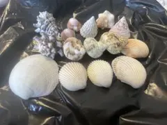 貝殻セット