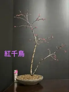 紅葉盆栽　紅千鳥　双幹　樹高43cm 素材 (検索用　モミジ、もみじ、飾り物) 2026年最新】紅千鳥もみじの人気アイテム - メルカリ