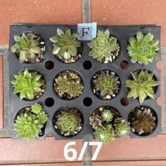 Sempervivum 苗セット Fのサムネイル