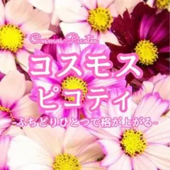 【お花の種】コスモス☆ピコティ 種子 約50粒！のサムネイル