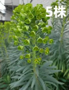 のーでぃー様 リクエスト 2点 まとめ商品