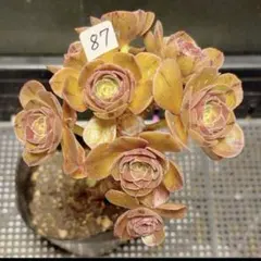 70#観葉植物 アエオニウム錦❤️ ハロウィン ❤️1大頭3小頭13cm 拔き