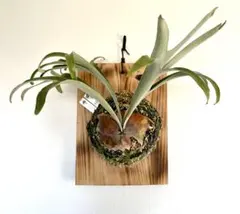 2025年最新】alcicorne madagascarの人気アイテム - メルカリ