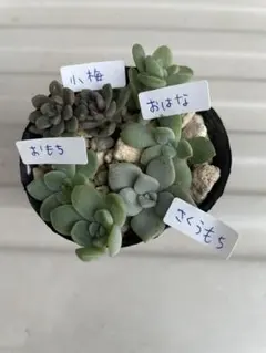 多肉植物　つぶつぶ屋　小梅　おもち　おはな　さくらもち　カット苗