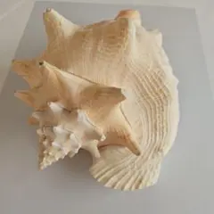 コンク貝殻【ピンク貝】重量1180g
