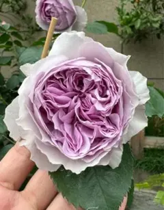 I【蕾付き】デッドストック♡綾♡ブルーローズ／芽接ぎ苗／5号ロング