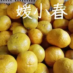 愛媛県産♪♪わけあり媛小春(*^^*)箱込み4.５キロ