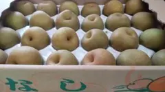 博多なし20- 24玉入 幸水梨のサムネイル