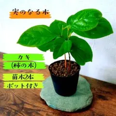 【実のなる木】カキ(柿の木)の苗木2本 ポット付きのサムネイル