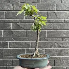 513 コミフォラ エイル Commiphora spp 実生 簡単に葉が落ちる - メルカリ
