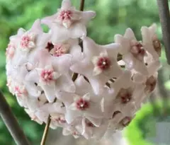 2026年最新】希少なホヤ植物の人気アイテム - メルカリ