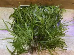 2026年最新】ミクロソリウムトライデントの人気アイテム - メルカリ