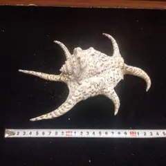 2026年最新】クモ貝の人気アイテム - メルカリ