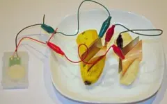 果物電池実験セット　自由研究に メルカリ便