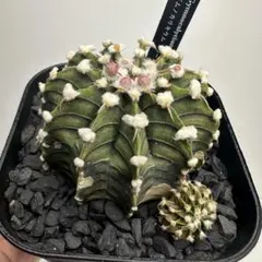 ユーフォルビア ホリダ（カキ仔） オスメスセット - メルカリ
