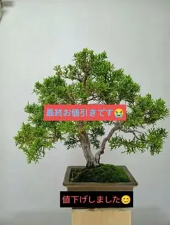 ウメモドキ雌木 盆栽 鉢:秀峰 - メルカリ