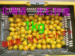 新鮮　北海道北石狩産　スイートミディイエロー　1kgのサムネイル