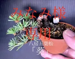 Sekaimen 世界門-日本代購、代標、代運、Yahoo拍賣| 吉川資訊有限公司