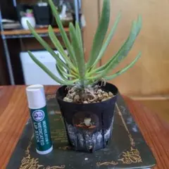 2026年最新】チレコドン ワリチーの人気アイテム - メルカリ