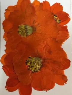 押し花素材パック　コスモス　12個入 No1026