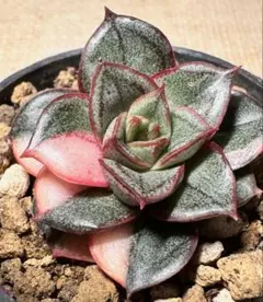 る*る様 No.s848新入荷　麒麟座錦　エケベリア　多肉植物　撮影1月7日