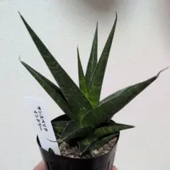 2026年最新】サンセベリア希少の人気アイテム - メルカリ