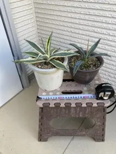観葉植物　リュウゼツラン＆アオノリュウゼツラン（アガベ　アメリカーナ）セット