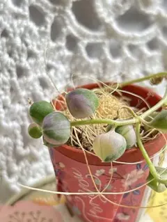 ★多肉植物*可愛い斑入りグリーンネックレス セネシオ＊カット苗＊寄せ植えに♪