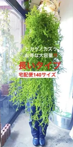 ヒカゲノカズラ　長いタイプ　フレッシュ生花　お得な大容量❗️ 本州の方限定　宅配便