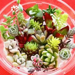 ⑦寄せ植えセット カット苗 詰め合わせ 多肉植物