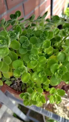 ★香りの良いアロマティカス★カット苗10本　多肉植物