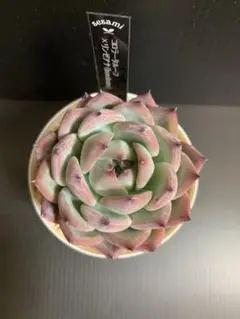 ○新作ミックスベリア おらいさん苗 075 リラへイズ 札付 多肉植物