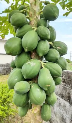 青パパイヤ ２個(meru7様専用) 新鮮な物を発送