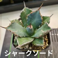 kyo様 リクエスト 3点 まとめ商品