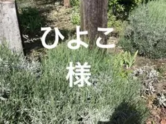 ラベンダーグロッソ 陽丸さま - メルカリ