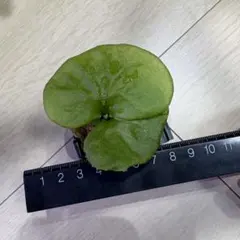 ビカクシダ　リドレイ　(16)のサムネイル