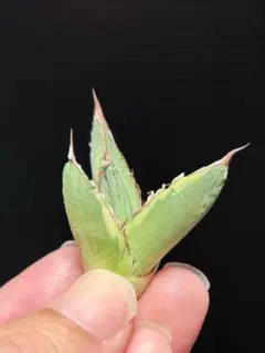 2025年最新】アガベ ホリダ ペロテンシスの人気アイテム - メルカリ