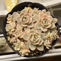 2025年最新】子持ち蓮華錦の人気アイテム - メルカリ