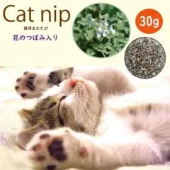 고양이 용품 꽃봉오리가 달린 개박하 캣웨스턴 마타비 고양이 말린 잎