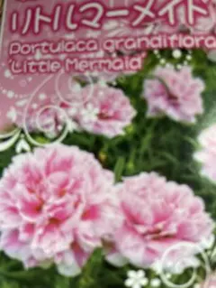 パァ子様 リクエスト 3点 まとめ商品