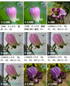 壺型種まきの発芽発根苗の一覧表 壺型種まきの発芽発根苗の一覧表 - メルカリ