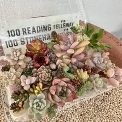 2025年最新】多肉植物エケベリアセットの人気アイテム - メルカリ