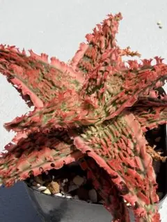 アロエ ハイブリッド Aloe hybrid 第四種 - メルカリ