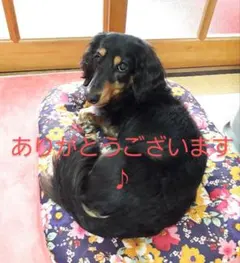 【みい様専用ページ】ダックスフンド 洋服