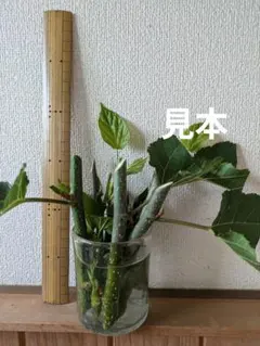 マルベリー挿し穂　西洋桑　スーパーフードのサムネイル