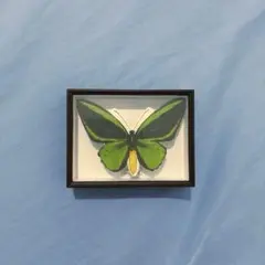 2025年最新】トリバネアゲハ 標本の人気アイテム - メルカリ