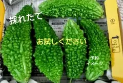 ゴーヤ　7/27頃発送予定　新鮮野菜　野菜　家庭菜園　無農薬のサムネイル