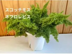 ストレッチモス　ネフロレピス