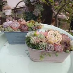 多肉植物 ♡そのまま飾れる寄せ植え♡2点セット♬ - メルカリ