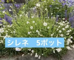 シレネ　5ポット(小)のサムネイル